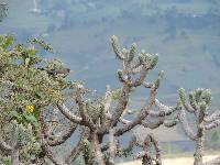 Austrocylindropuntia cylindrica image