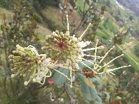 Oreocallis grandiflora image