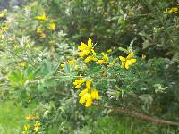 Genista monspessulana image