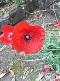 Papaver somniferum image