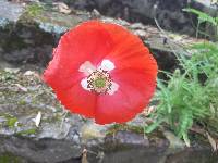 Papaver somniferum image