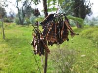 Paraserianthes lophantha image