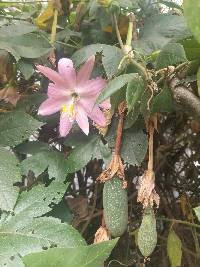 Passiflora tarminiana image