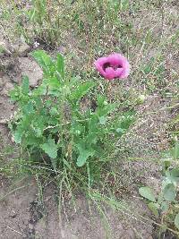 Papaver somniferum image