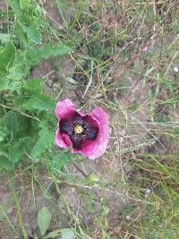 Papaver somniferum image