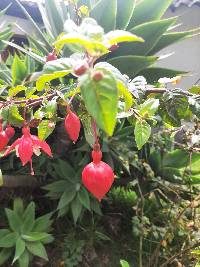 Fuchsia hybrida image