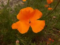 Eschscholzia californica image