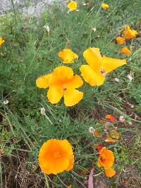 Eschscholzia californica image