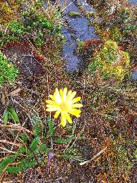 Dorobaea pimpinellifolia image