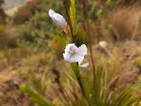 Orthrosanthus chimboracensis image