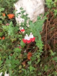 Salvia microphylla image