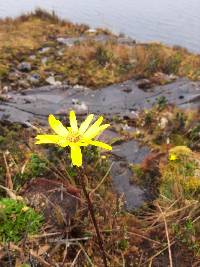 Dorobaea pimpinellifolia image