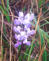 Lupinus pubescens image