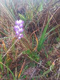 Lupinus pubescens image