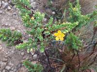 Hypericum laricifolium image