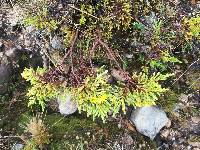 Hypericum laricifolium image