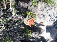 Castilleja fissifolia image