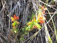 Castilleja fissifolia image