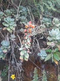 Echeveria quitensis image