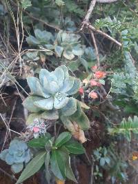 Echeveria quitensis image