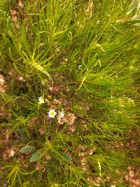 Erigeron tenuifolius image