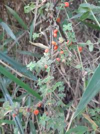 Galium hypocarpium image