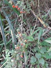 Galium hypocarpium image