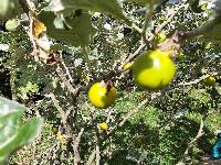 Solanum marginatum image