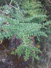 Coriaria ruscifolia image