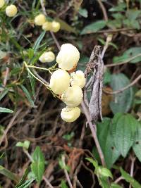 Calceolaria hyssopifolia image