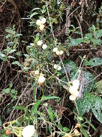 Calceolaria hyssopifolia image