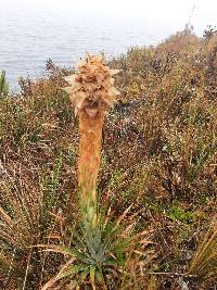 Puya cajasensis image