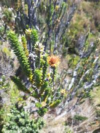 Chuquiraga jussieui image