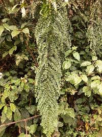 Coriaria ruscifolia image