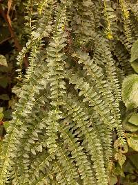 Coriaria ruscifolia image