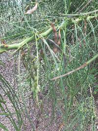 Parkinsonia aculeata image