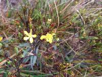 Hypericum juniperinum image