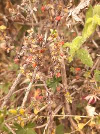 Galium hypocarpium image