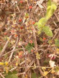 Galium hypocarpium image