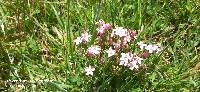 Centaurium erythraea image