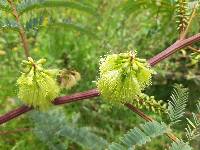 Paraserianthes lophantha image