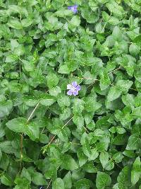 Vinca major image