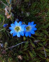 Gentiana sedifolia image