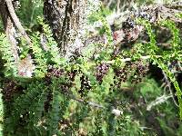 Coriaria ruscifolia image