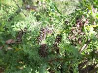 Coriaria ruscifolia image