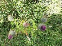 Cirsium vulgare image