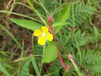 Ludwigia octovalvis image