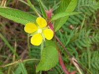 Ludwigia octovalvis image