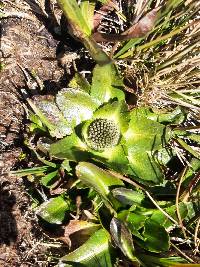 Eryngium humile image