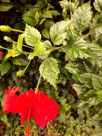 Hibiscus archeri image